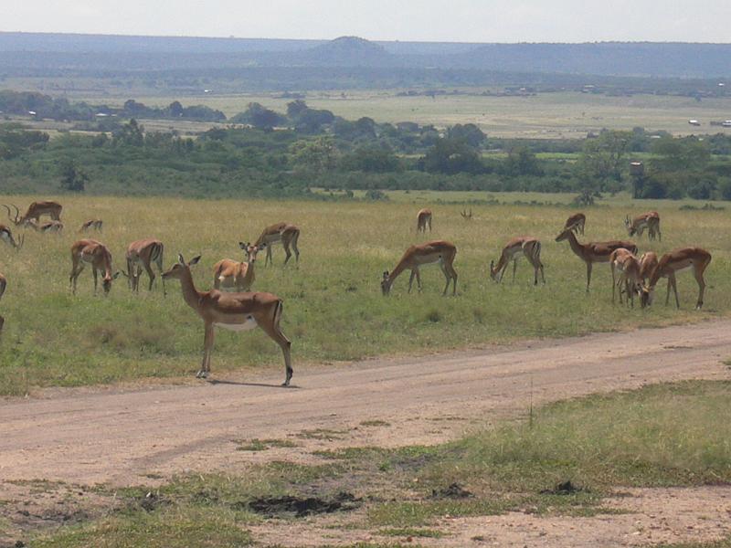 Kenia233
