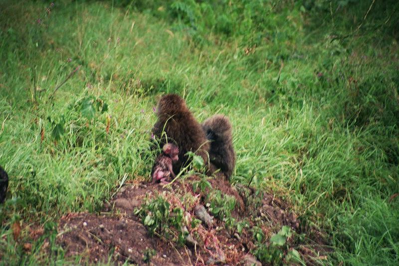 Kenia305