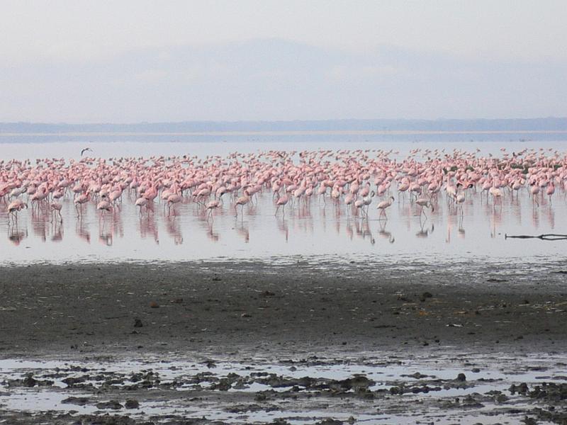 Kenia330