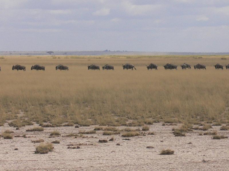Kenia550