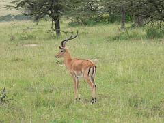 Kenia088