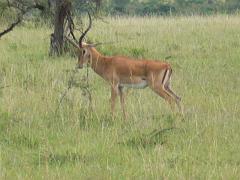 Kenia090