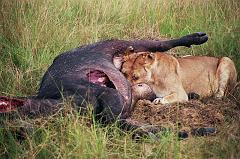 Kenia180
