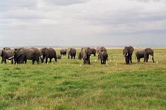 Kenia479