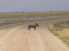 Kenia551