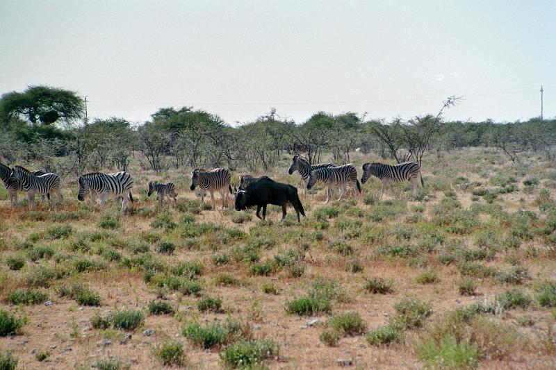 Namibia0169