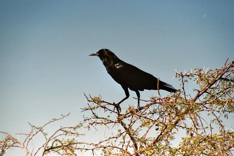 Namibia0175