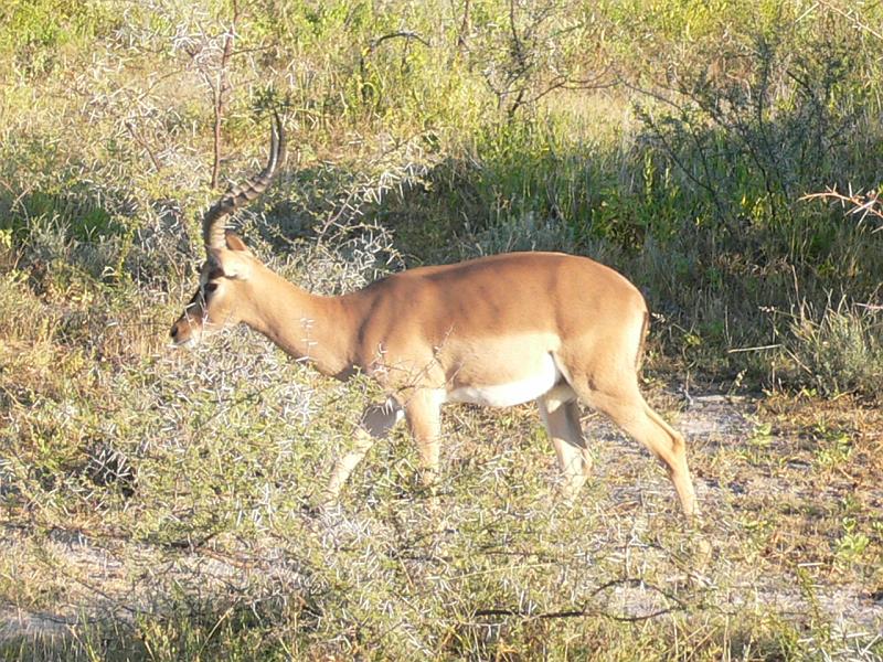 Namibia0205