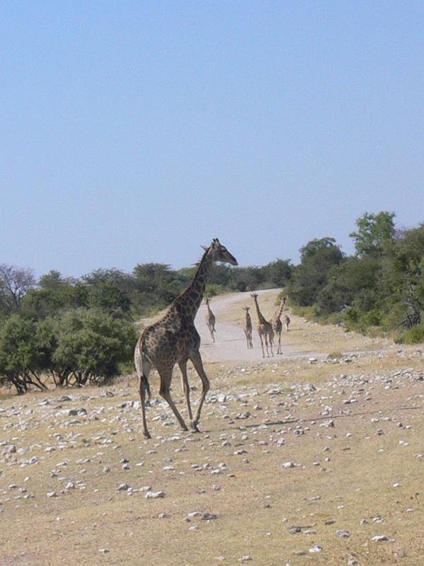 Namibia0243