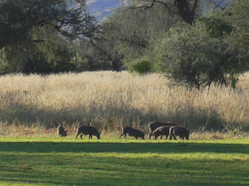 Namibia0310