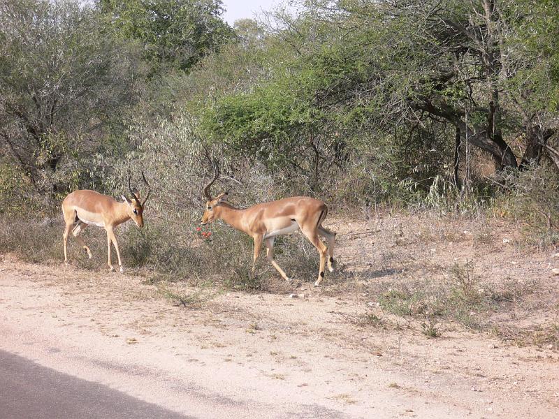 Suedafrika0036