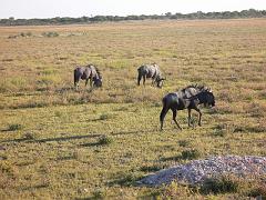 Namibia0206