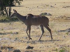 Namibia0241