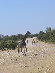 Namibia0243