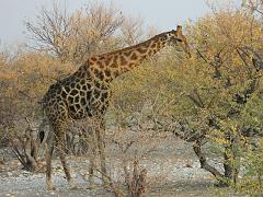 NamibiaBotswana144