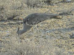 NamibiaBotswana151