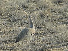 NamibiaBotswana152