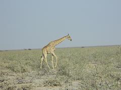 NamibiaBotswana153