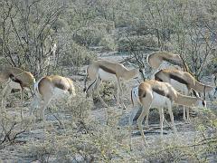 NamibiaBotswana156