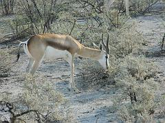 NamibiaBotswana159