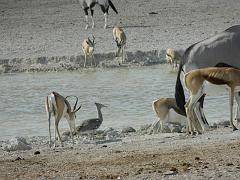 NamibiaBotswana172