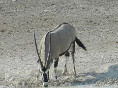 NamibiaBotswana176