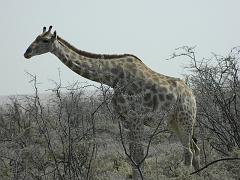 NamibiaBotswana181