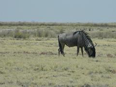 NamibiaBotswana184