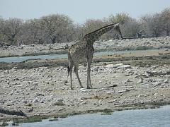 NamibiaBotswana207