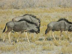 NamibiaBotswana240