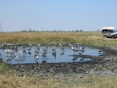 NamibiaBotswana295