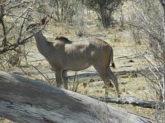 NamibiaBotswana304