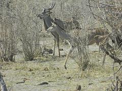 NamibiaBotswana305