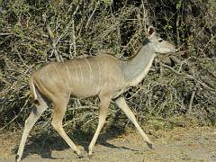 NamibiaBotswana321