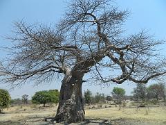 NamibiaBotswana347