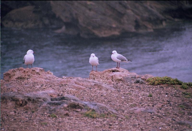 Neuseeland048