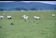 Neuseeland280