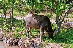 Vietnam324