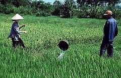 Vietnam805
