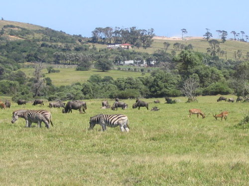 Zebras