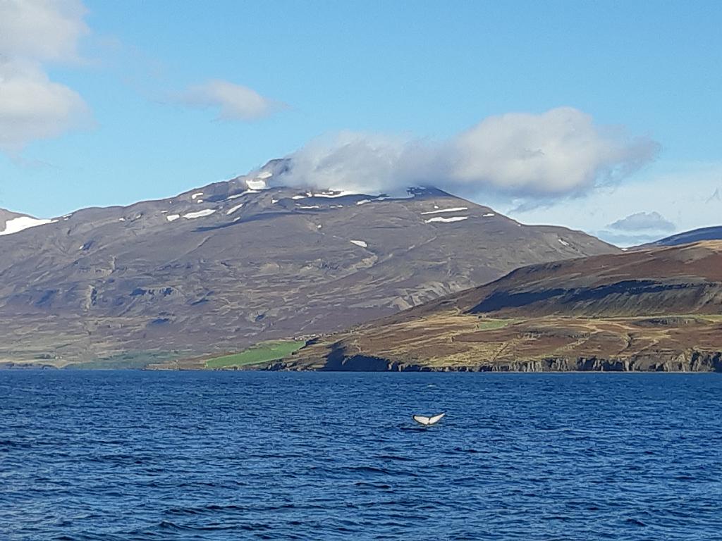 Island1134