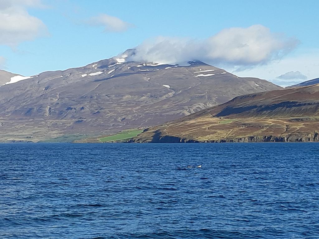 Island1135
