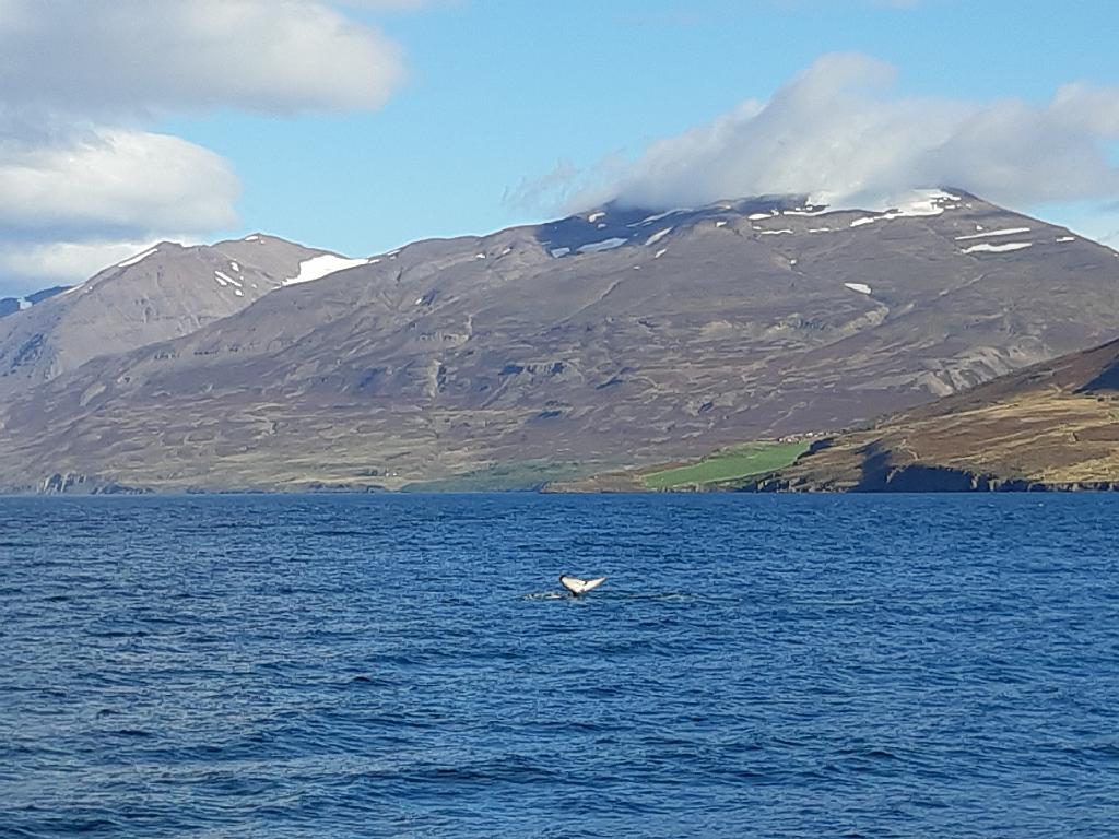 Island1144