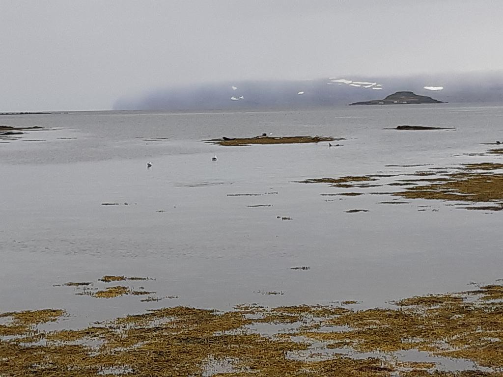 Island1473