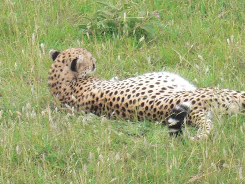 Kenia094
