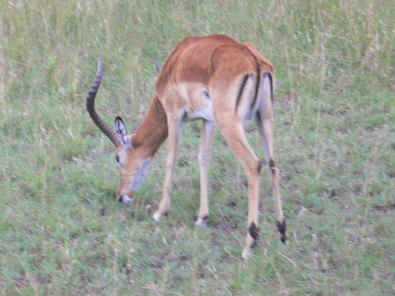 Kenia106