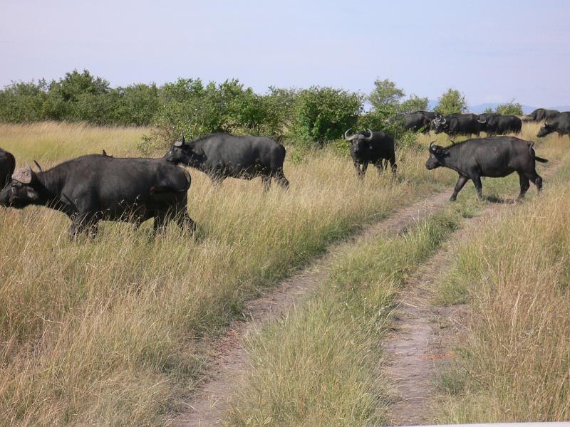 Kenia139