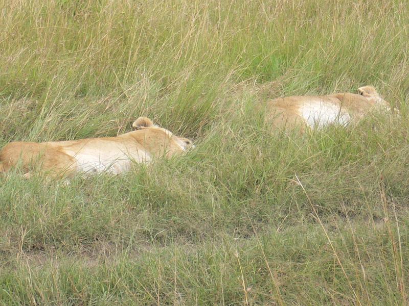 Kenia151