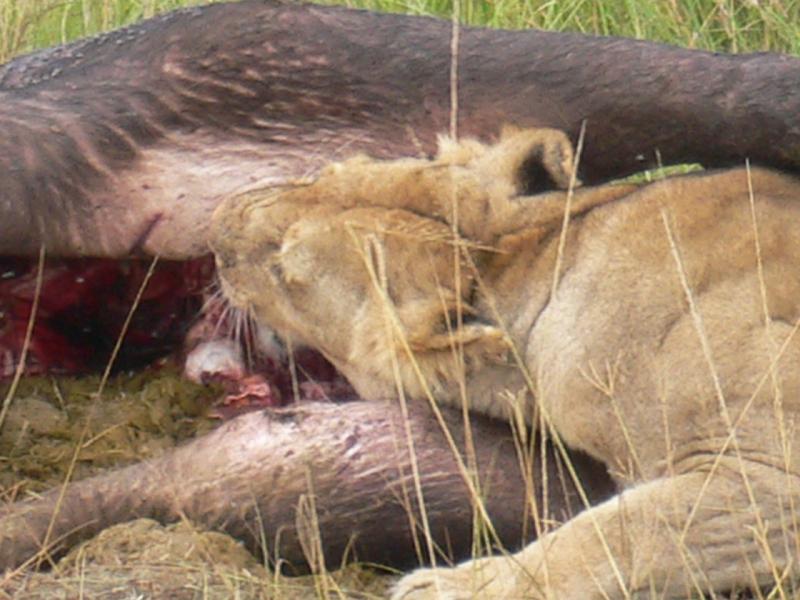 Kenia165