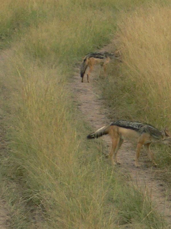 Kenia203